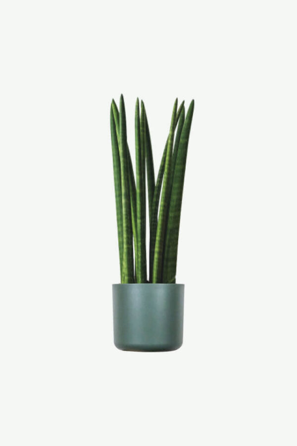 Demo Layouts plants ecommerce product featured img 10