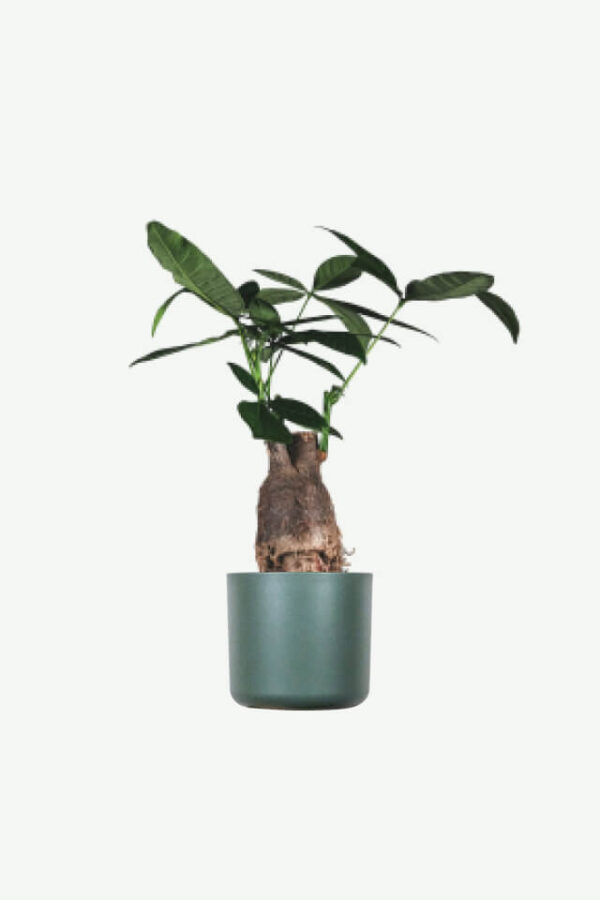 Demo Layouts plants ecommerce product featured img 13