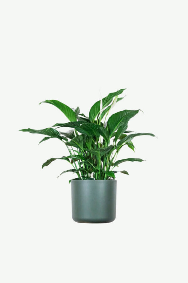 Demo Layouts plants ecommerce product featured img 15