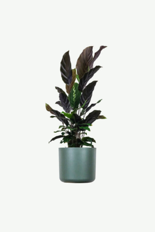 Demo Layouts plants ecommerce product featured img 18