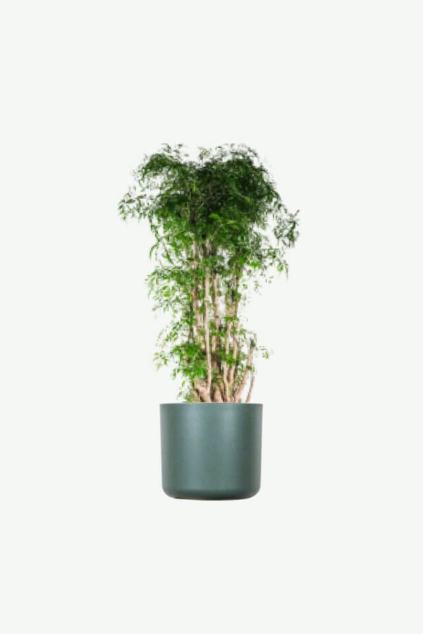 Demo Layouts plants ecommerce product featured img 19
