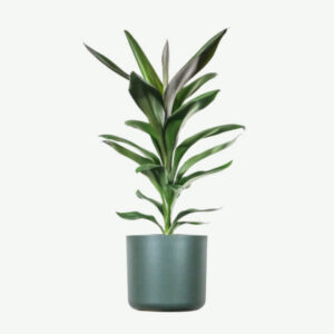 Demo Layouts plants ecommerce product featured img 20