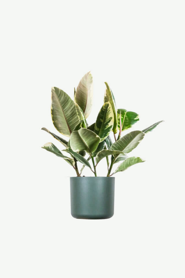 Demo Layouts plants ecommerce product featured img 7
